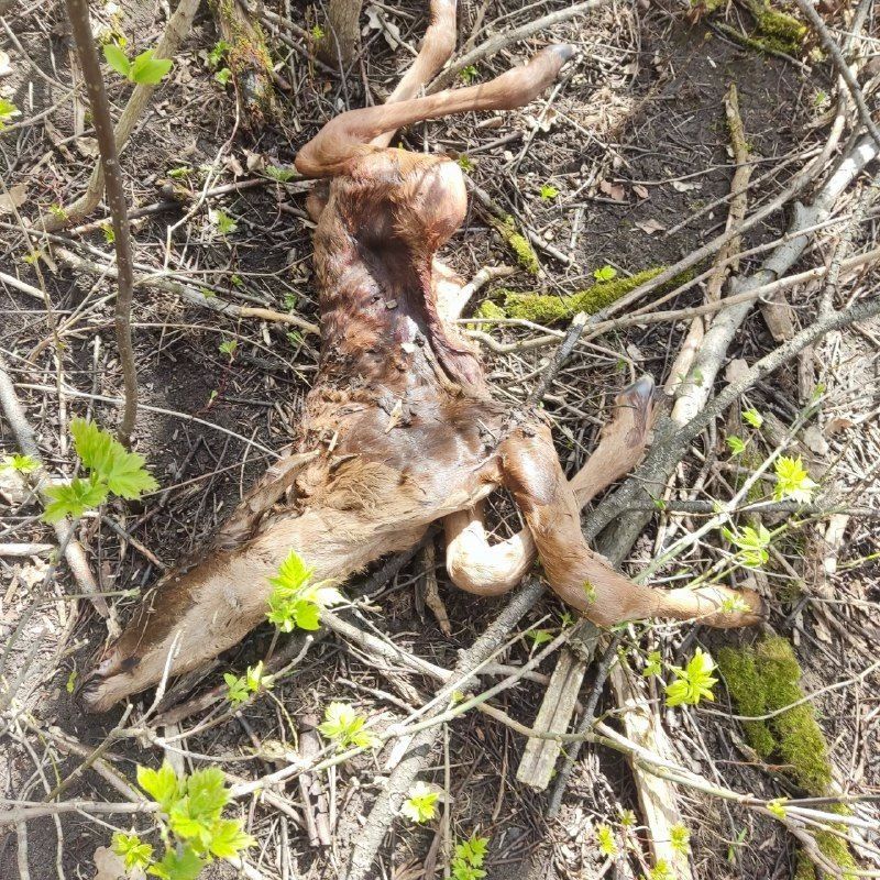 На границе Кармаскалинского и Иглинского районов застрелили лосиху