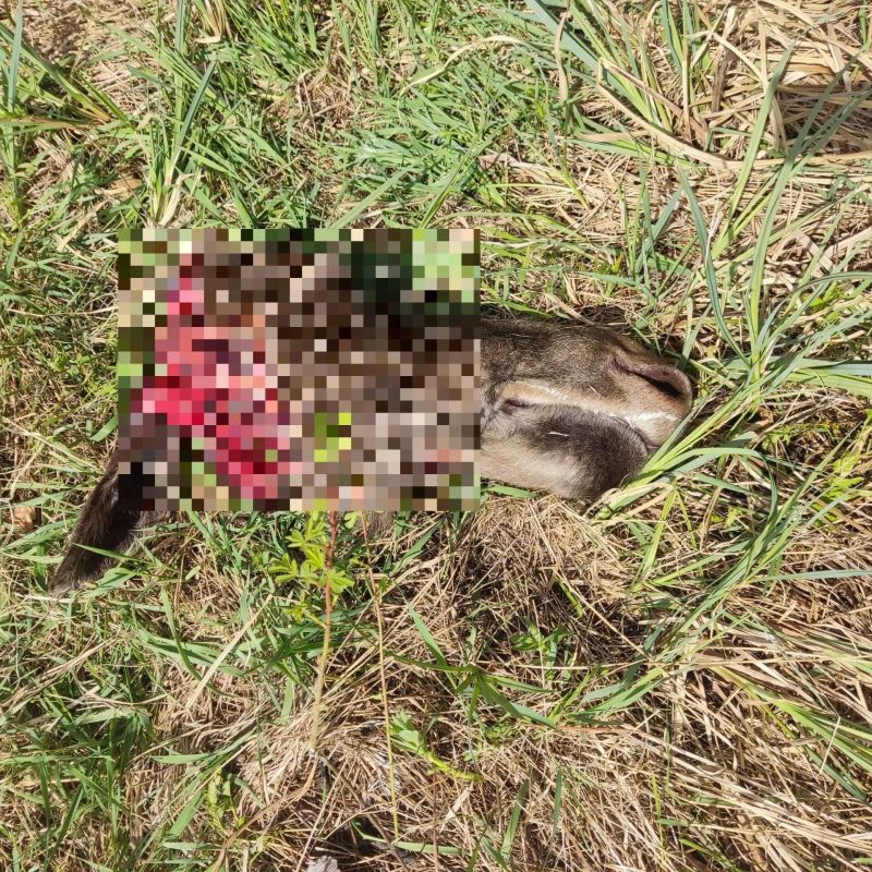 В Башкирии браконьер застрелил рожающую лосиху, а потом убил новорождённых лосят