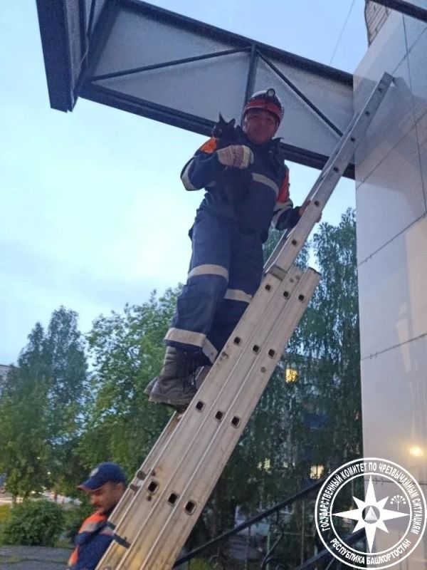 Пришли на помощь любительнице высоты Пришли на помощь любительнице высоты