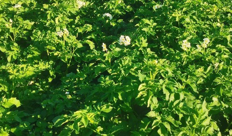 Уникальный картофель Курас обретает устойчивость к фитофторозу