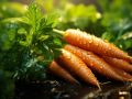 Как соседи по даче мешают моркови: неожиданные факторы урожайности