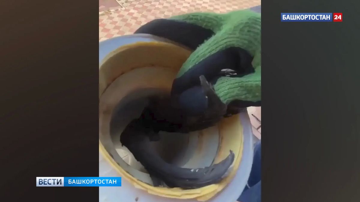 В Уфимском районе спасли стрижа, который застрял в вентиляции