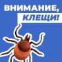 Внимание, клещи!. Пик активности клещей приходится на теплое время года