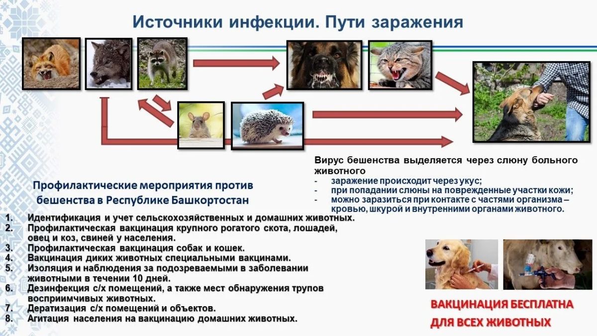 В последнее время участились случаи появления диких животных в населенных пунктах