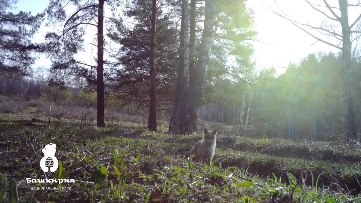 Лисица попала в объектив фотоловушки в нацпарке «Башкирия»