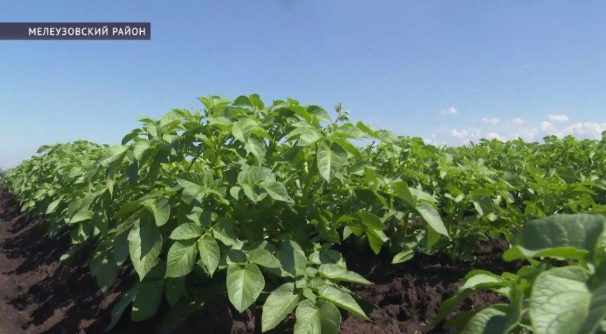 Аграрии Мелеуза планируют собрать рекордный урожай картофеля