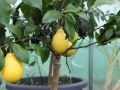 Выращивание лимона из косточки: секреты успешного ухода и быстрых урожайных результатов