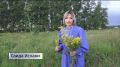 В Уфимском районе отметили праздник Ивана Купалы