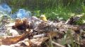 Один небрежный жест — и тысячи гектаров леса в огне