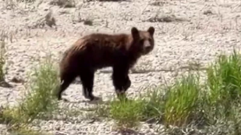 В Бурзянском районе туристы встретили медведя во время сплава