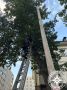 В Уфе спасатели сняли кошку с дерева на высоте около 5 метров