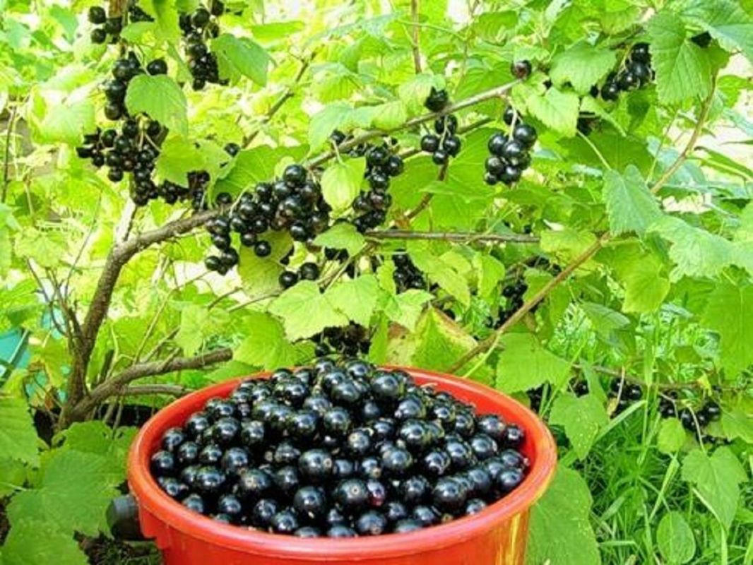 Секреты успешного роста: чего избегают крыжовник и черная смородина