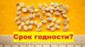 Срок годности семян томатов: как проверить их всхожесть перед посевом