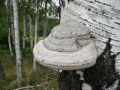 Трутовики: волшебные грибы с множеством полезных фишек