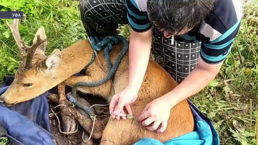 В Уфе спасли косулю со сломанной конечностью