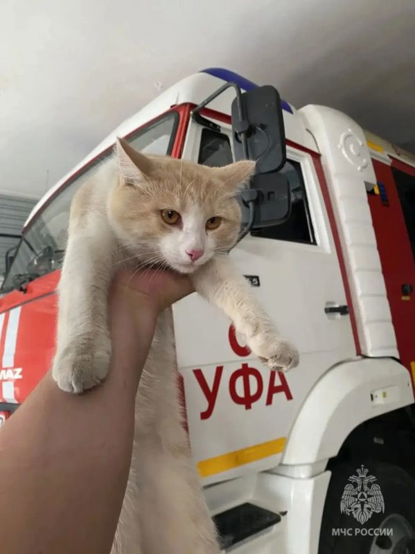 Рыжик найден!. Удивительно, но кот, которого потеряли пожарные из части на Бабушкина, нашелся максимально оперативно