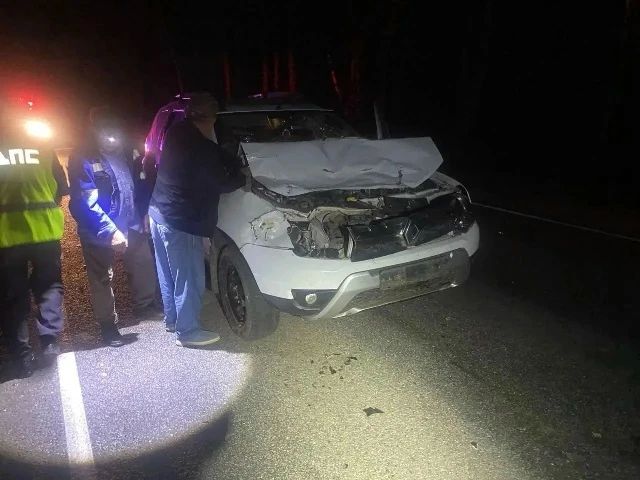 За выходные в ДТП погибли два лося и косуля