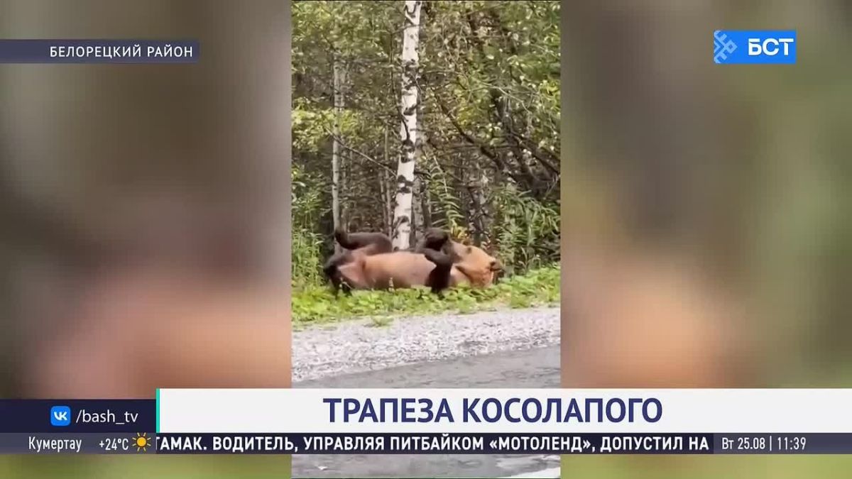 В Башкирии засняли трапезу медведя на обочине