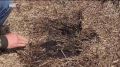 В семи районах Башкортостана объявили режим ЧС в связи с гибелью урожая