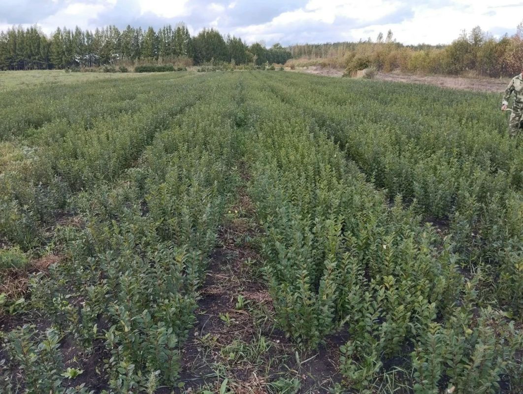 Радует глаз картина подрастающего кустарника – кизильника блестящего в лесопитомнике МБУ «Горзеленхоз» Радует глаз картина подрастающего кустарника – кизильника блестящего в лесопитомнике МБУ «Горзеленхоз»
