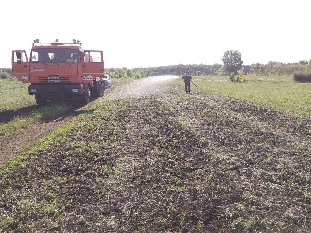 Радует глаз картина подрастающего кустарника – кизильника блестящего в лесопитомнике МБУ «Горзеленхоз» Радует глаз картина подрастающего кустарника – кизильника блестящего в лесопитомнике МБУ «Горзеленхоз»