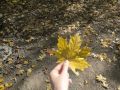 Бабье лето продержится в Уфе