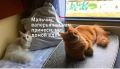 - �� ���� �������������� ����� ������������� �������-����� ������ ��������� � ������ � ���� ����