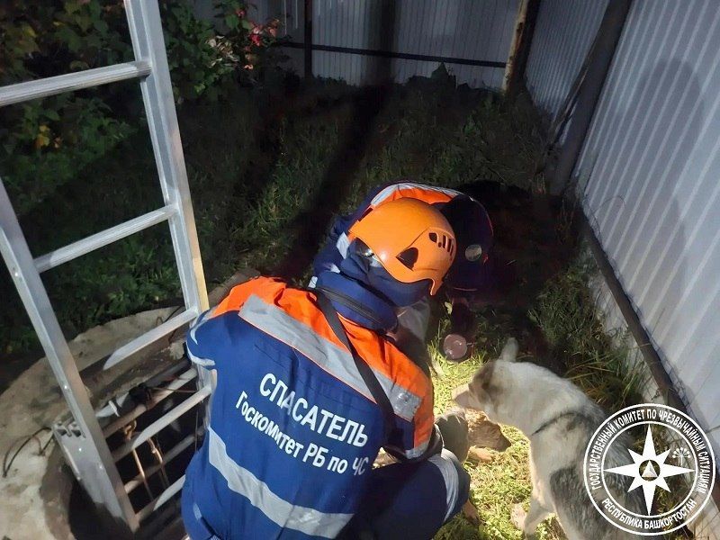 Всё закончилось хорошо!. В селе Авдон Уфимского района собака упала в глубокий колодец и не смогла выбраться сама