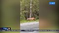 ��������� ��������: ������� �������� ����������, ��� ����� ���� ��� ������� � ��������