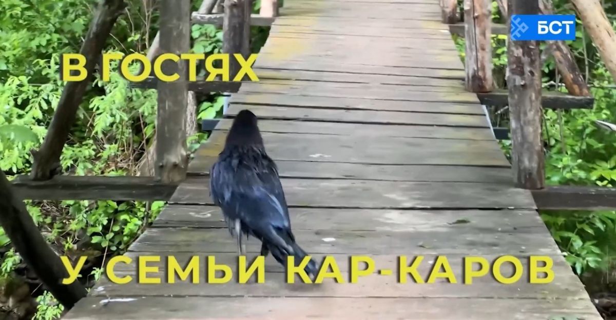 Волшебство природы и тайны пернатых: На канале БСТ - презентация роликов «В гостях у семьи КарКаров», снятые нашим коллегой Гузель Хамитовой при поддержке гранта Президентского фонда природы