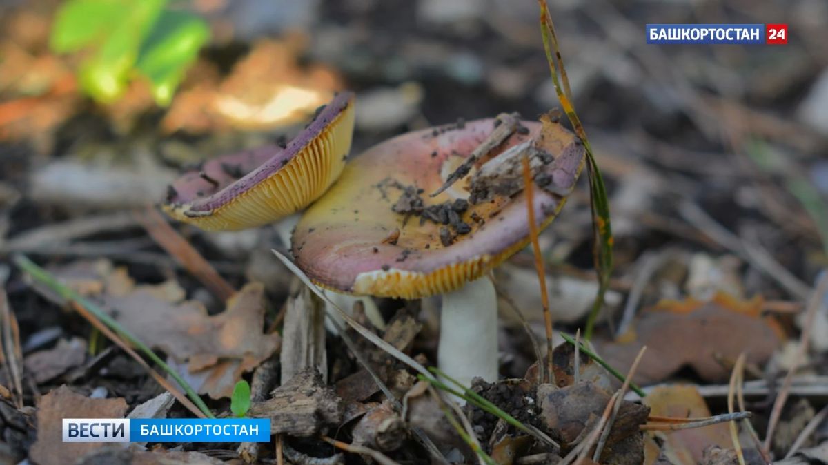 В Башкортостан пришло второе бабье лето