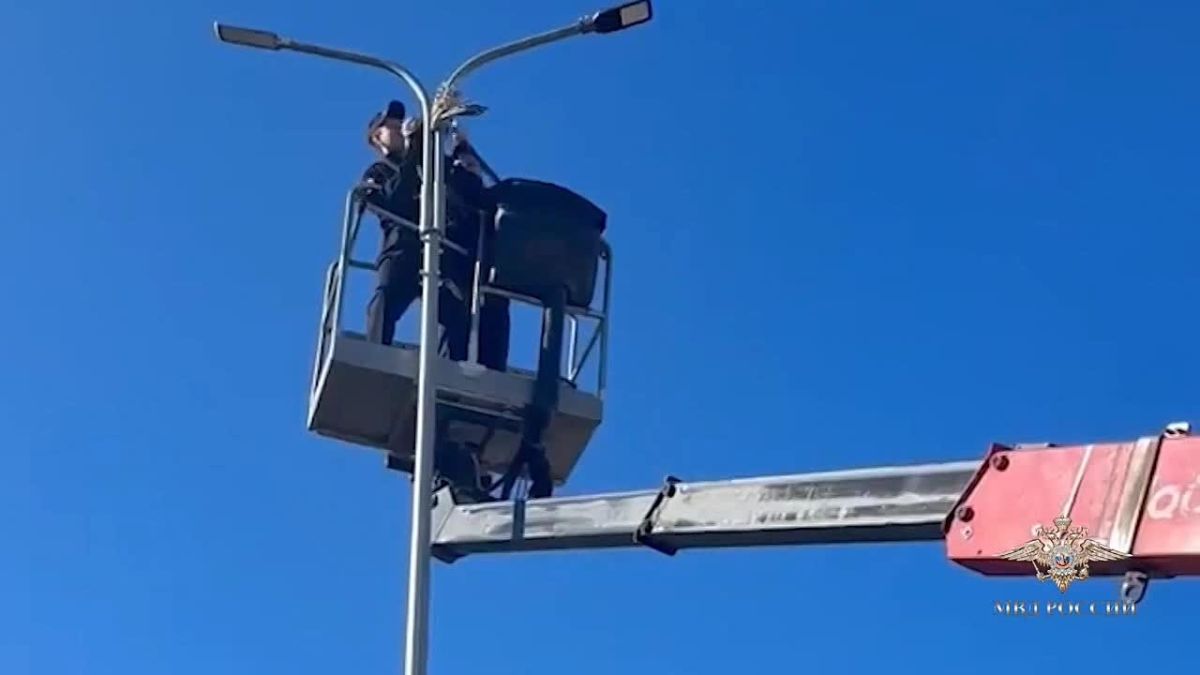 В Башкирии полицейские спасли совёнка, застрявшего в фонарном столбе