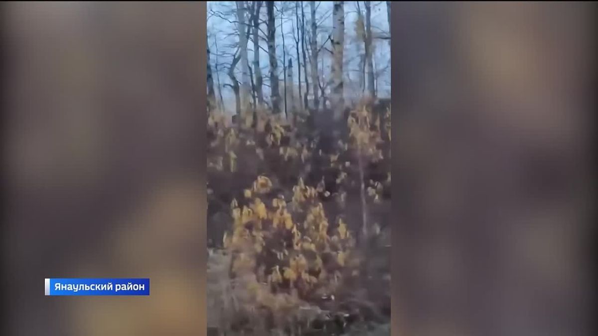 В Янаульском районе Башкортостана у дороги заметили медведя